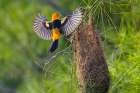 USA, Texas, Cameron County. Laguna Atascosa National Wildlife Refuge, Altamira oriole land at nest Art Print